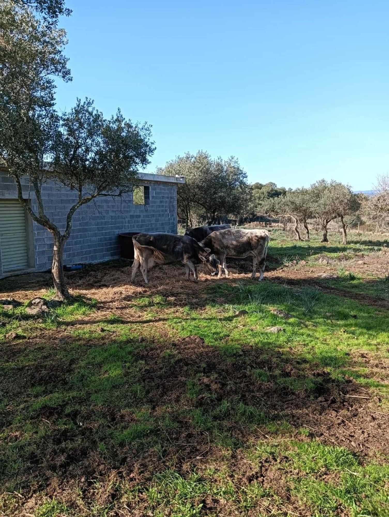 Farmhouse La Croisette - Agriturismo Dorgali Eksteriør bilde