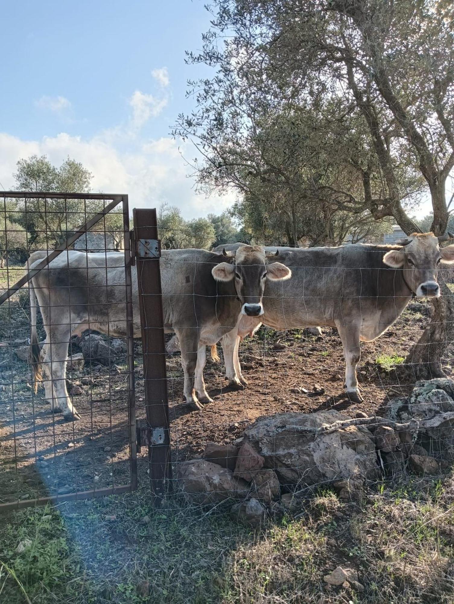 Farmhouse La Croisette - Agriturismo Dorgali Eksteriør bilde