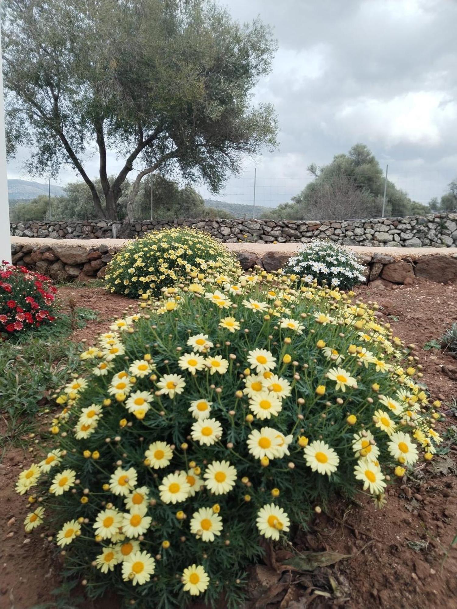Farmhouse La Croisette - Agriturismo Dorgali Eksteriør bilde
