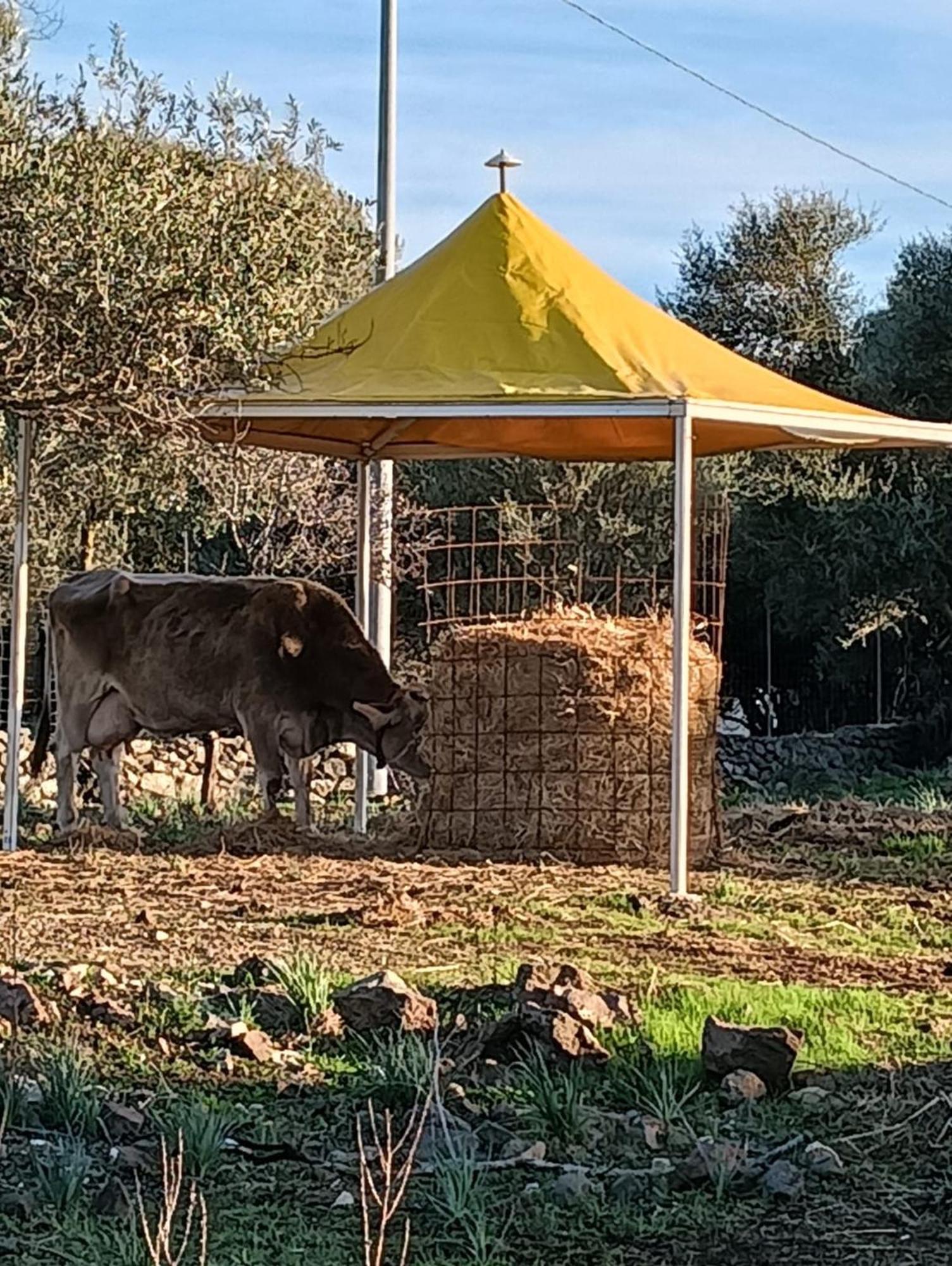 Farmhouse La Croisette - Agriturismo Dorgali Eksteriør bilde